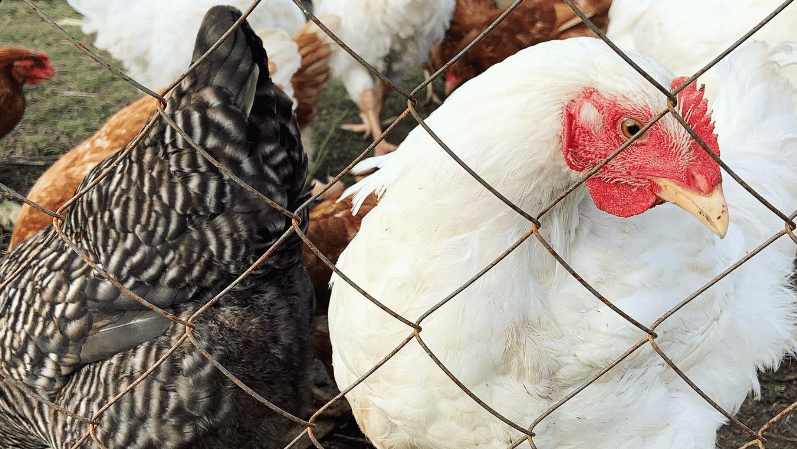 white chicken standing behind chicken fence