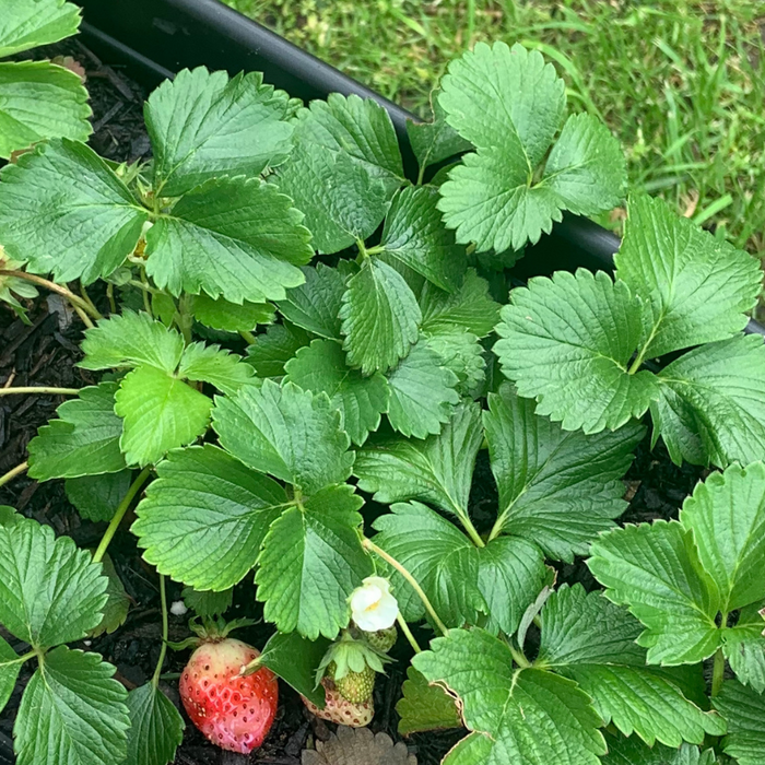 Strawberries in a patio container garden