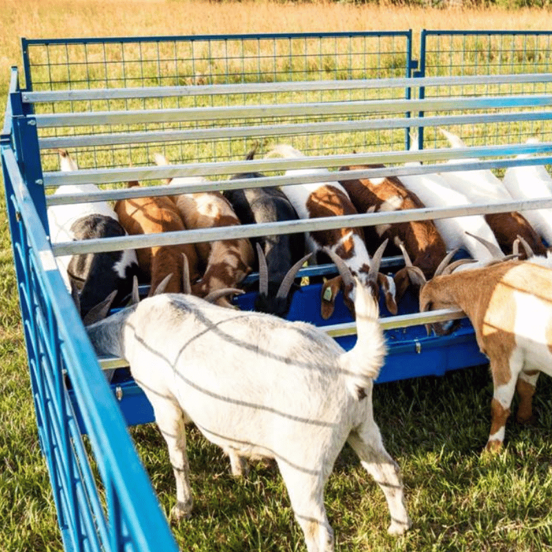 Side View of Livestock Fence and Feeding Trough for Small Farm Animals
