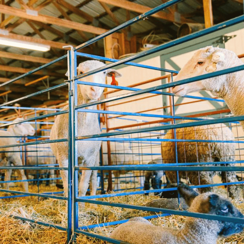 Homesteader's Sydell 5-Foot Folding Panels with Grazing Sheep