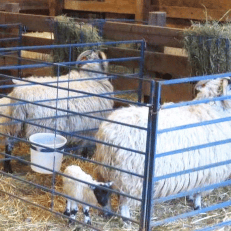 5-Foot Double Folding Panels by Sydell: Versatile Homestead Gear with Sheep