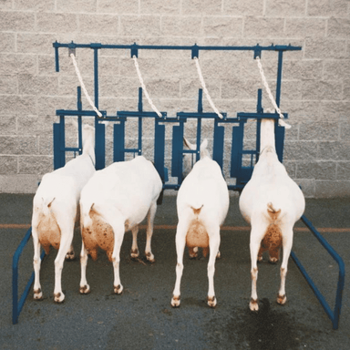Sydell Self-Standing Milking Parlor for Four Goats and Sheep: Efficient Livestock Equipment, Dairy Farming Solution