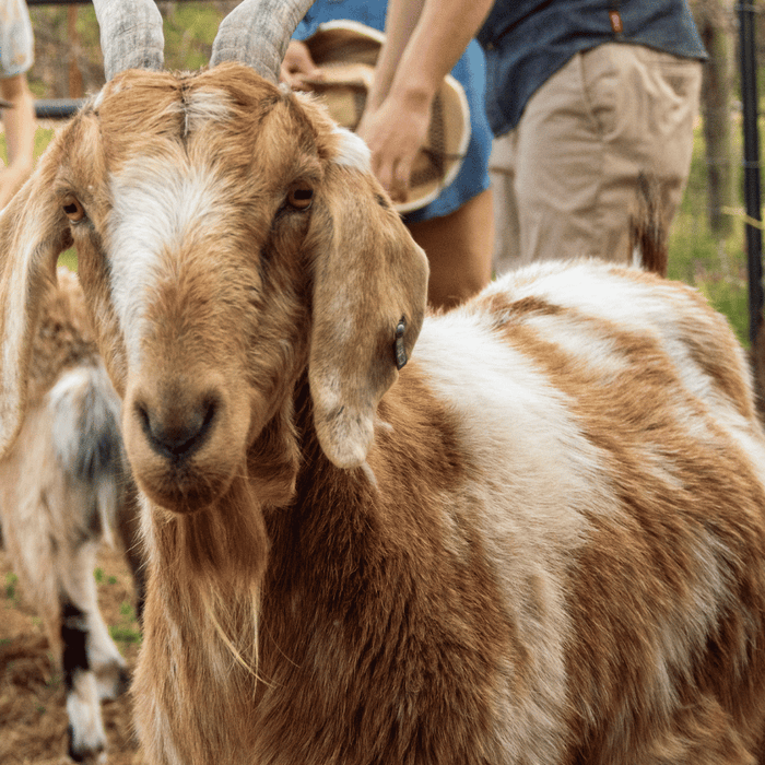 The Remarkable Benefits of Goat Milk: A Must-Have for Every Homesteader
