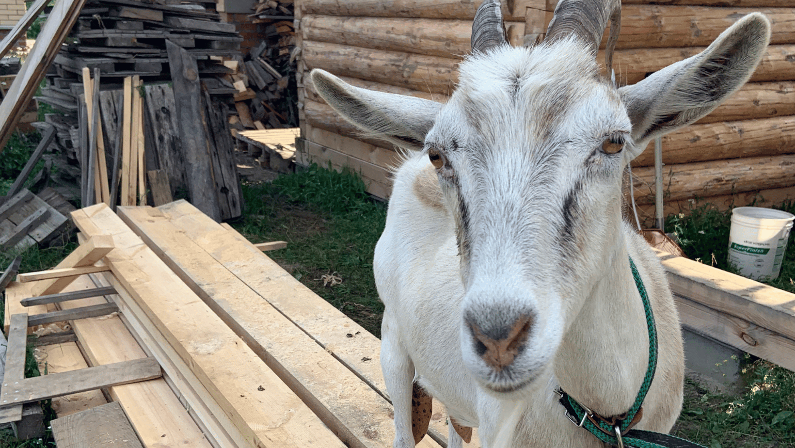 milking goat standing on goat shed planks 