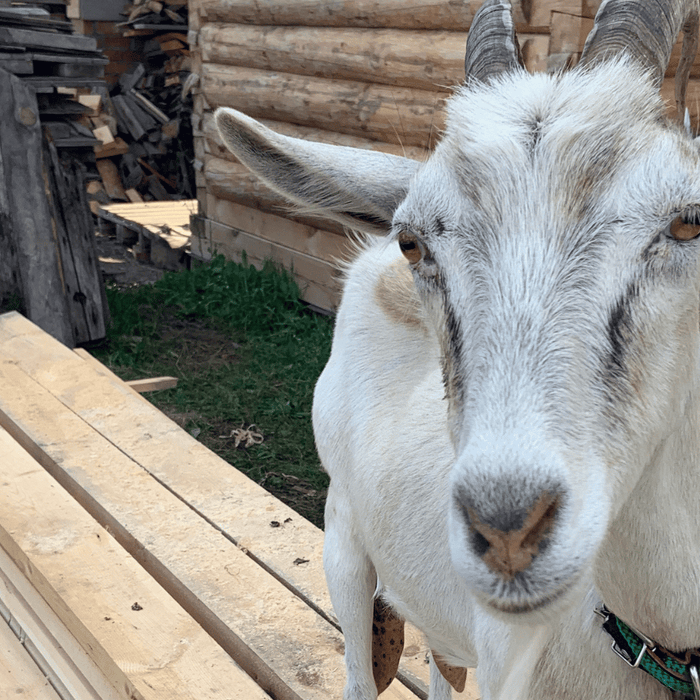 milking goat standing on goat shed planks 