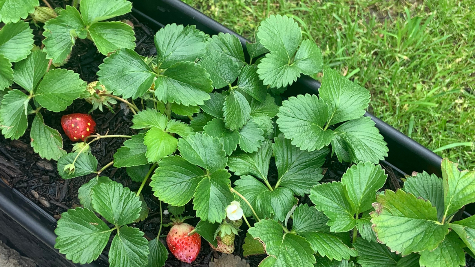 Strawberries in a patio container garden