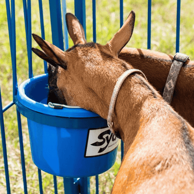 Goats and Sheep Sydell Heavy-Duty Pail Bucket Feeder: Essential Goat Care Equipment for Homesteaders and Small Farm Grazing