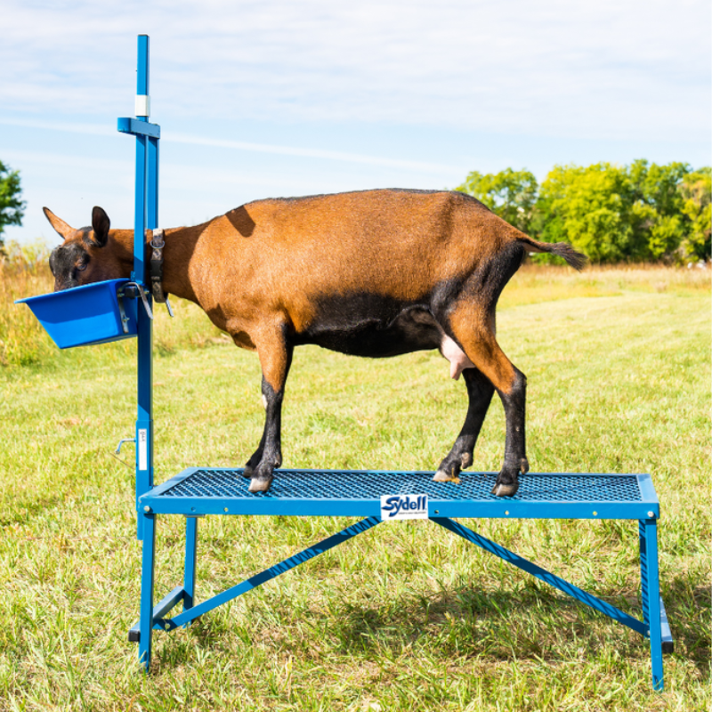 Dairy Goat Standing on Sydell Milking Stanchion with Fold-up Stand and Poly Feeder: Efficient Livestock Equipment for Dairy Goat and Sheep Milking Station