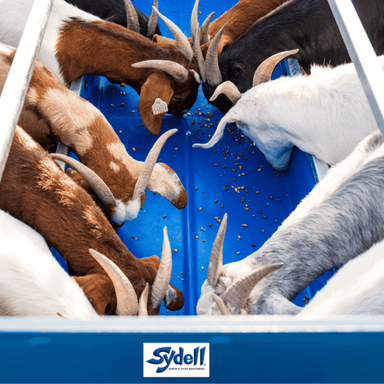 Close up of Sydell 2-Sided Horizontal Combination Feeders with Adjustable Leg Height: Durable and Adjustable Livestock Feeding Solution for Goats and Sheep