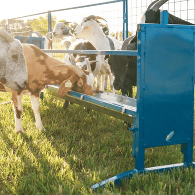 Goats feeding from a flat trough: Homesteading livestock feeding, sustainable grain feeder for farm animals, nutritious grain consumption