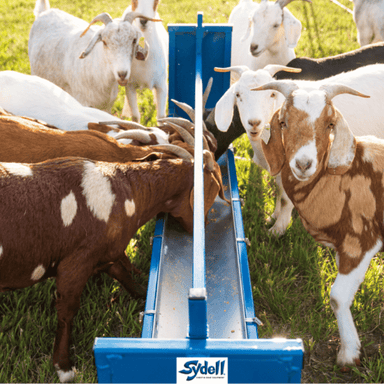 Goats feeding from Sydell flat trough: Livestock feeding solution, grain feeder for farm animals, nutritious grain consumption