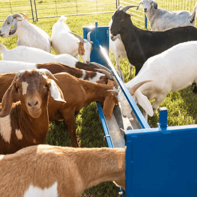 Goats Eating in Sydell Durable Grain Feeder for Goats and Sheep: Adjustable Livestock Feeding Equipment, Farm Animal Grain Feeder, Small Livestock Feed Solution, Homesteading Essentials