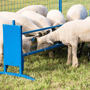 Sheep Eating in Sydell Durable Grain Feeder for Goats and Sheep: Adjustable Livestock Feeding Equipment, Farm Animal Grain Feeder, Small Livestock Feed Solution, Homesteading Essentials